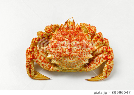 茹でトゲクリガニ 39996047