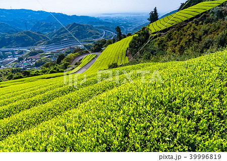 《静岡県》天空の茶畑 39996819