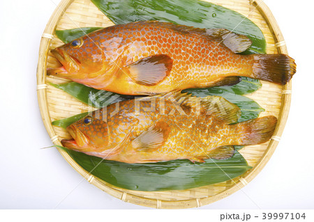 アコウ 食材 アコウ 食材 39997104