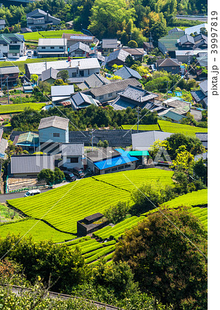 《静岡県》茶畑の集落 《静岡県》茶畑の集落 39997819