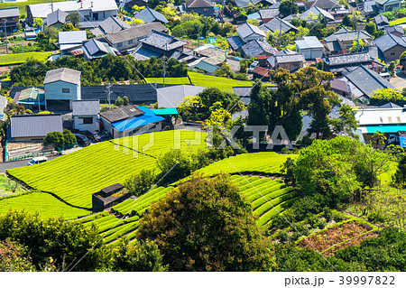 《静岡県》茶畑の集落 39997822