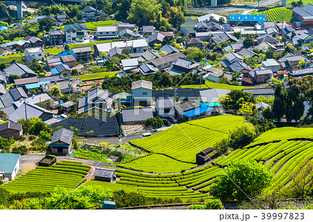 《静岡県》茶畑の集落 39997823