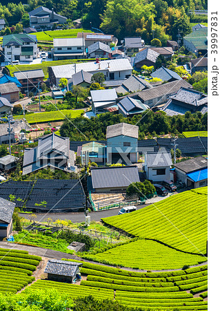 《静岡県》茶畑の集落 39997831