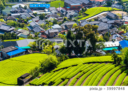 《静岡県》茶畑の集落 《静岡県》茶畑の集落 39997848
