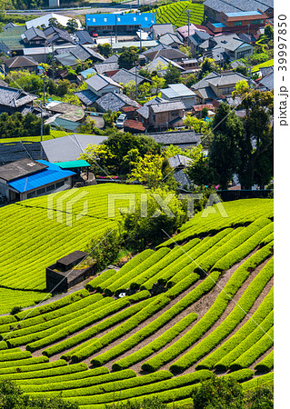 《静岡県》茶畑の集落 《静岡県》茶畑の集落 39997850