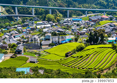 《静岡県》茶畑の集落 《静岡県》茶畑の集落 39997853