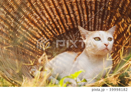 Cute cat in basket. 39998182