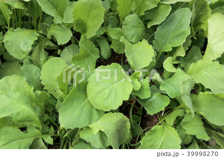 野菜（家庭菜園）5月 39998270