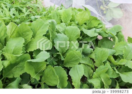 野菜（家庭菜園）5月 39998273
