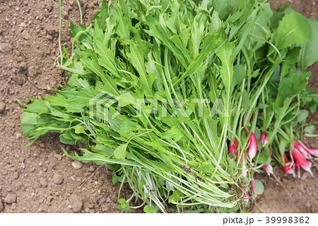 水菜と二十日大根 家庭菜園 5月の写真素材