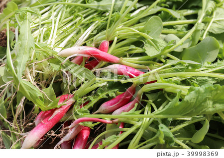 二十日大根と水菜（家庭菜園）5月 39998369