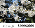 上野公園の桜 39998669