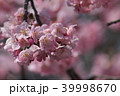 上野公園の桜 39998670