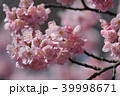 上野公園の桜 39998671