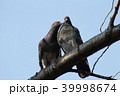 上野公園で見つけた2羽の鳩 39998674