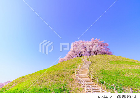 日本の春 さきたま古墳公園の桜 39999843