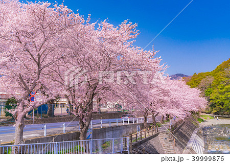 日本の春　秦野・金目川沿いの桜並木 39999876