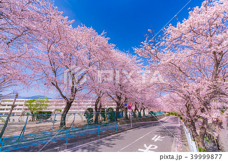 日本の春　秦野・金目川沿いの桜並木 39999877