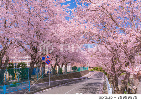 日本の春　秦野・金目川沿いの桜並木 39999879
