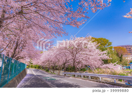 日本の春　秦野・金目川沿いの桜並木 39999880
