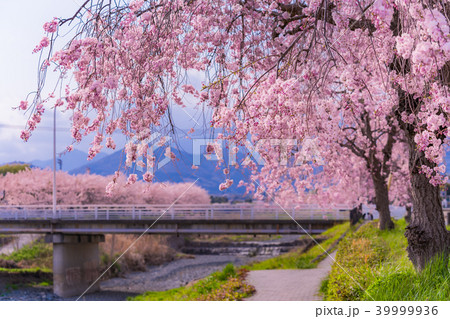 日本の春 秦野 水無川沿いの桜並木の写真素材