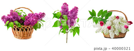Set lilacs in basket isolated on white 40000321