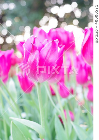 ピンク色のチューリップ 40000531