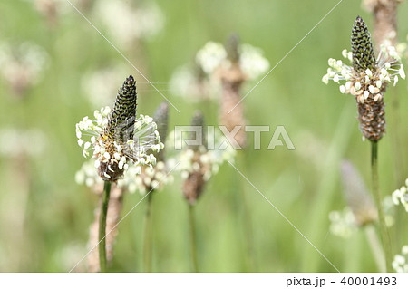 ヘラハコベ 40001493