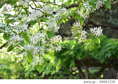 ナンジャモンジャの木の花 ナンジャモンジャの木の花 40001720