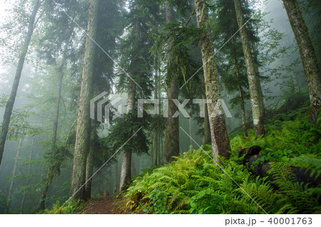 Picture of foggy forest with trees Picture of foggy forest with trees 40001763