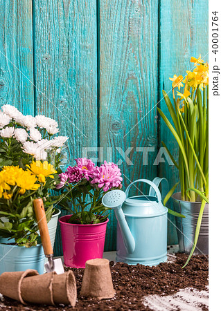 Image of colorful chrysanthemums in pots, watering cans near wooden fence Image of colorful chrysanthemums in pots, watering cans near wooden fence 40001764