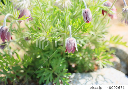 オキナ草の花 40002671