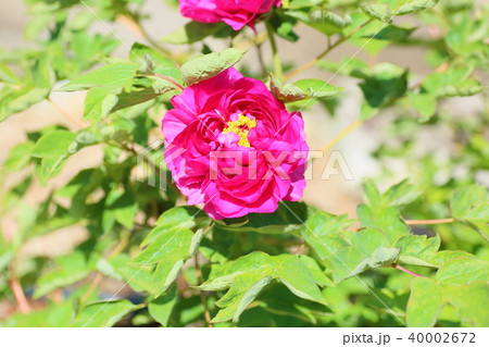 ボタンの花 ボタンの花 40002672