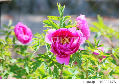 ボタンの花 ボタンの花 40002673