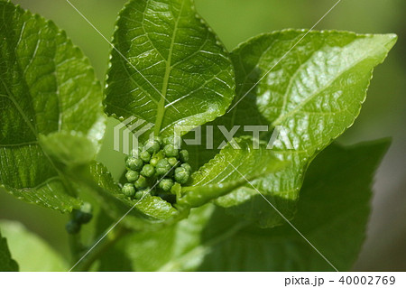 自然 植物 ツルウメモドキ、若葉が出てきて一週間ほどで雌花の蕾が見えてきました 自然 植物 ツルウメモドキ、若葉が出てきて一週間ほどで雌花の蕾が見えてきました 40002769