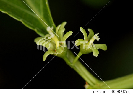 自然 植物 ツルウメモドキ 若葉が出て三週間ほどで花が咲きました 緑色の花弁に花柱が目立つ雌花の写真素材