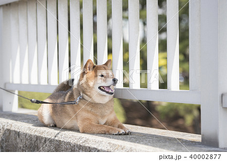 橋の上で休憩するかわいい柴犬 40002877