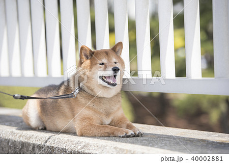 橋の上で休憩するかわいい柴犬の写真素材