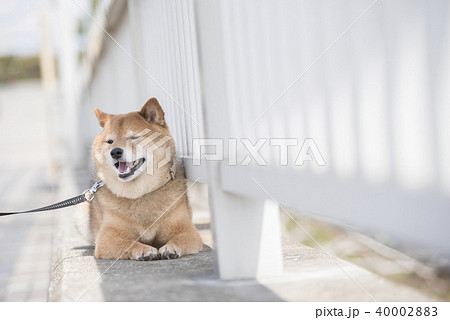 橋の上で休憩するかわいい柴犬 40002883