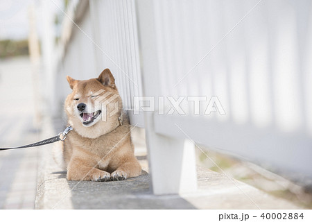 橋の上で休憩するかわいい柴犬の写真素材