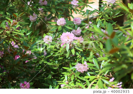 シャクナゲの花 40002935