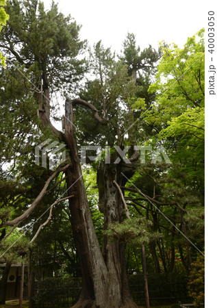 樹齢約500年の高野槇の大樹 40003050