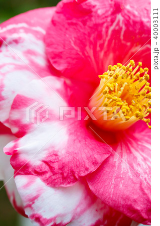 ツバキ・大虹 ツバキ・大虹 40003111