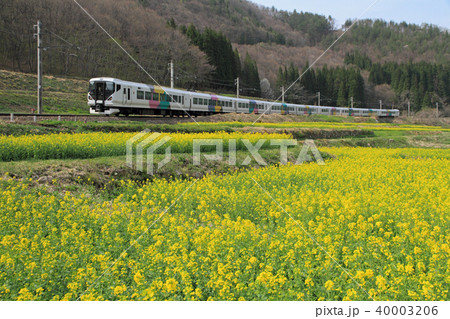 大糸線 菜の花畑を行く 大糸線 菜の花畑を行く 40003206