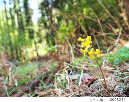 登山道脇にけなげなキケマン 登山道脇にけなげなキケマン 40003232