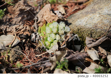 フキの頭花の写真素材