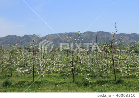 安曇野の春　リンゴの花咲くころ 40003310
