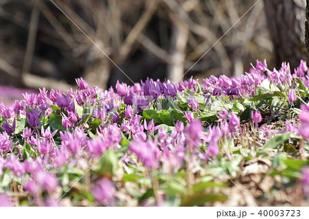 カタクリの花 カタクリの花 40003723