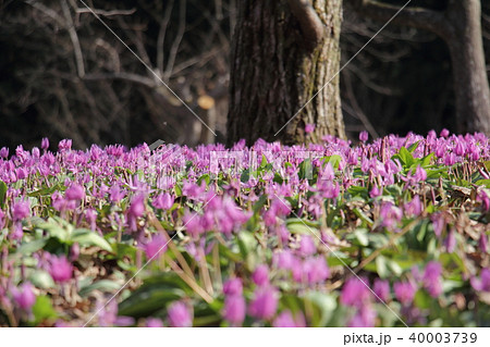 カタクリの花 カタクリの花 40003739