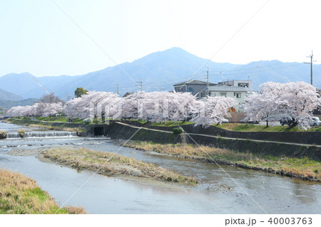 高野川沿いの桜と比叡山 高野川沿いの桜と比叡山 40003763